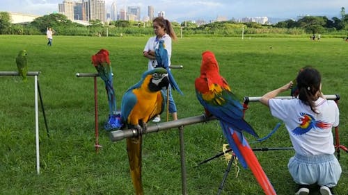 A Colorful Birds Perched on Metal Pole