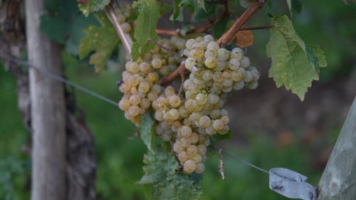 Shallow Focus of Green Grapevines