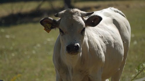 Shallow Focus of White Cow