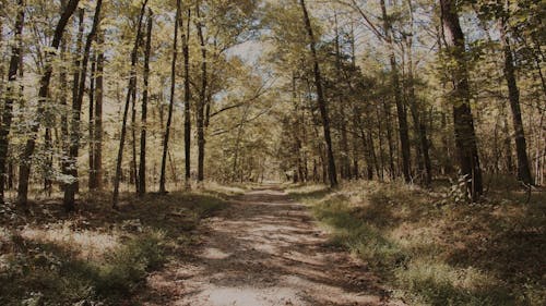 An Unpaved Pathway in a Forest