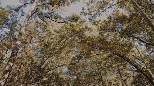 Low Angle Shot of Tall Trees