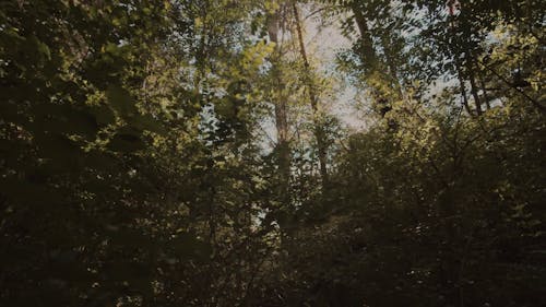 Trees in a Forest During Daytime