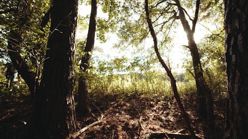 Trees in a Forest Against Rays of Sunlight