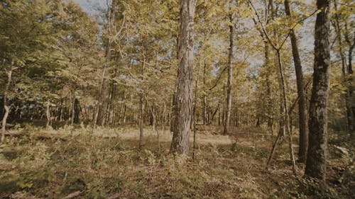 Low Angle View of Tall Trees in a Forest