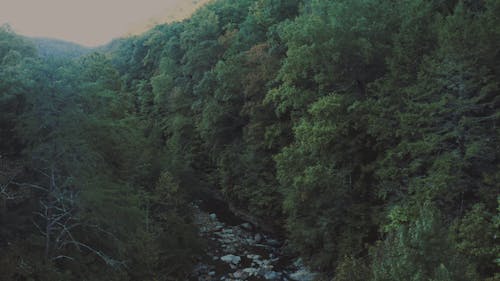 Drone Footage of a Brook in Between Tree Forest