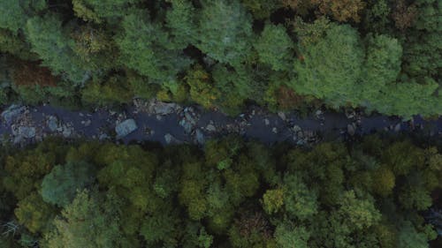 A Rocky River In The Forest