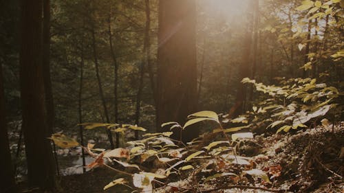 Tree Forest Against Rays of Sunlight