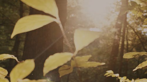 Close-Up View of Green Plants Against Rays of Sunlight