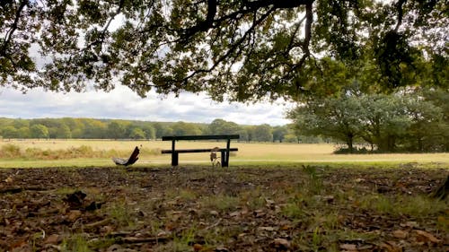 A Wooden Bench Overlooking An Open Field