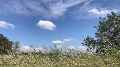 Swaying Wild Grass Under Blue Sky