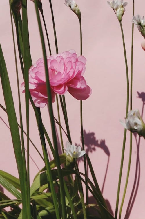 Blooming Flower  In Plants