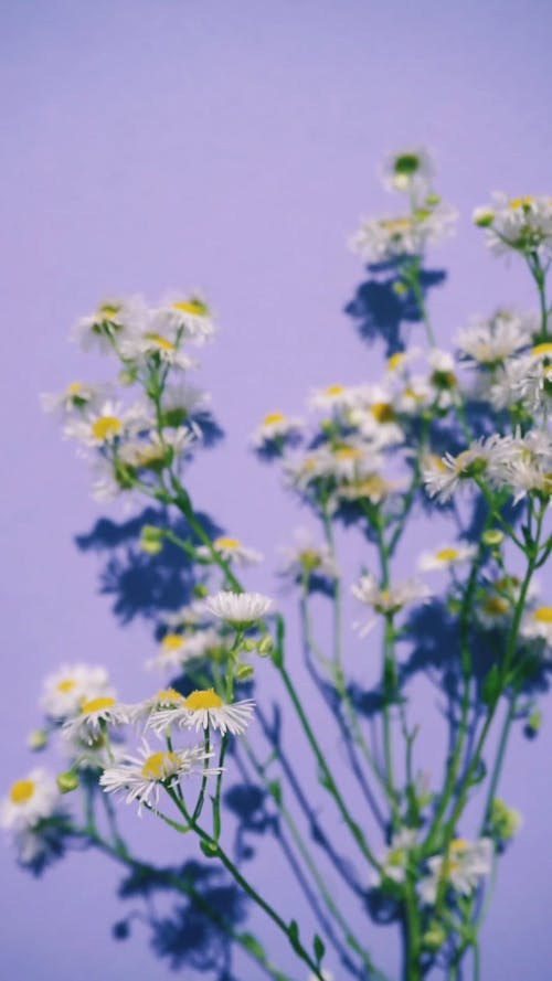 Swaying Daisies Against Purple Background