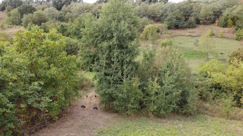 Drone Footage of Trees in a Field