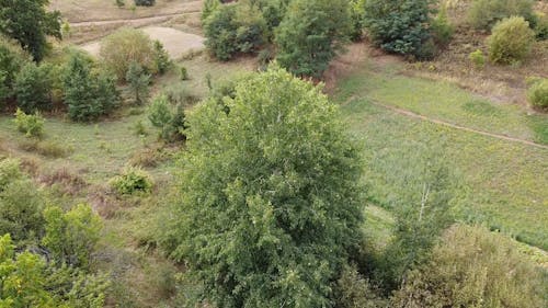 Drone Footage of Trees in a Field