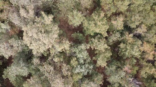 Top View of Green Leafed Trees