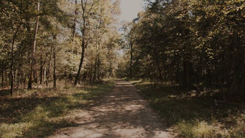 An Unpaved Pathway in a Forest