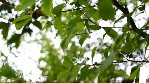 Close-Up View of Green Leafed Tree