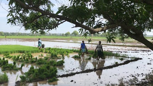 Farmers Harvesting The Rice Field