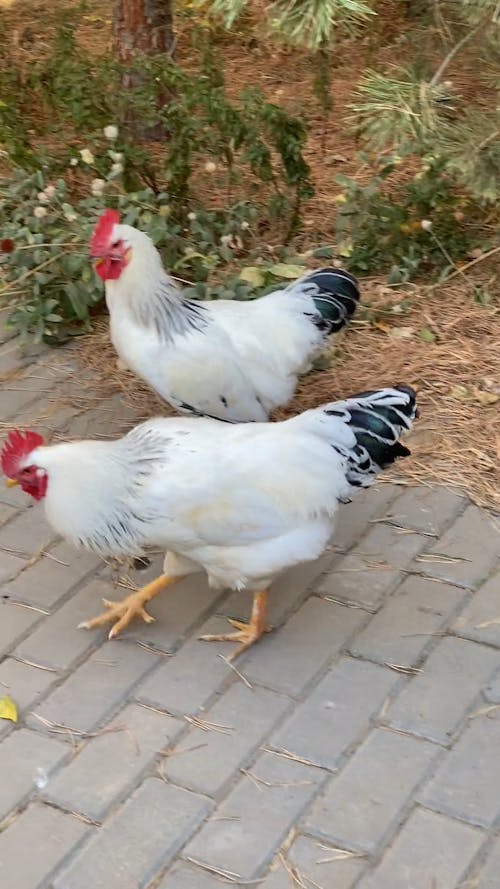 Two White Chickens Walking on Pavement