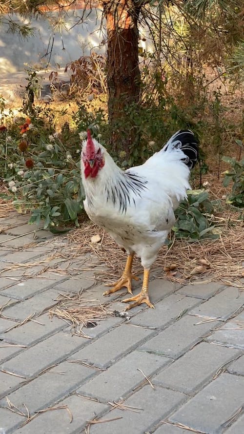 A White Chicken Walking on Pavement