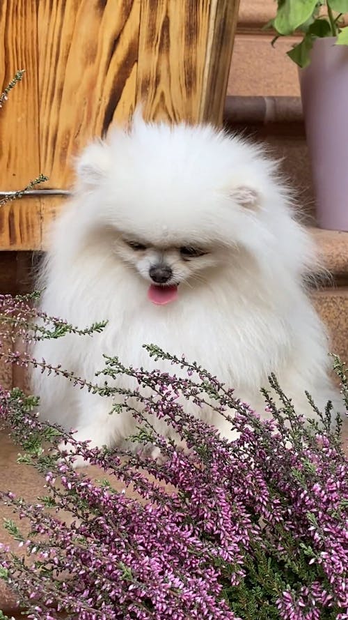 An Adorable White Dog