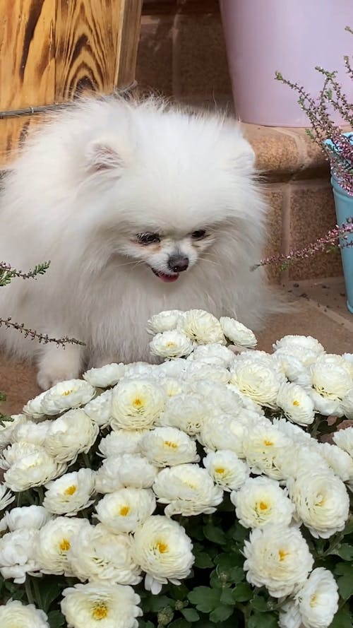 An Adorable White Dog Near White Flowers