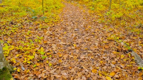 Autumn Leaves Covering The Forest Ground