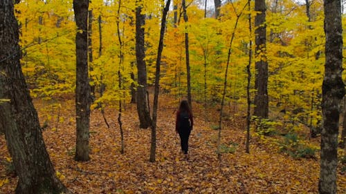Woman Walking in the Middle of Woods