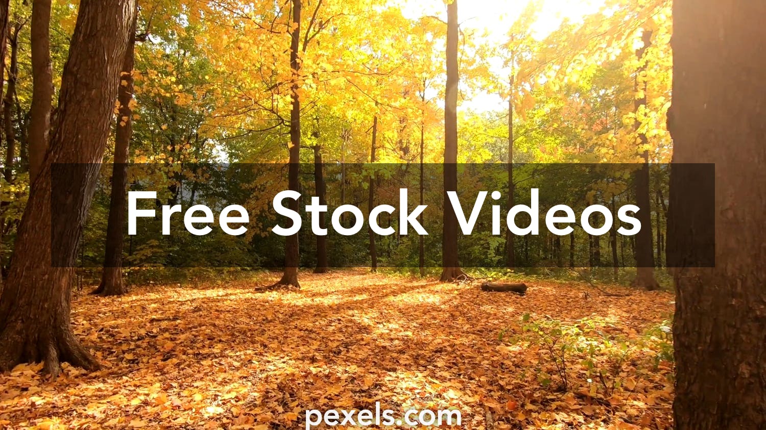 Autumn Forest Videos, Download The BEST Free 4k Stock Video Footage ...