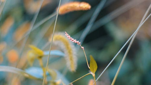 A Wild Plant Bearing Flower Buds