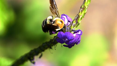 A Bee Feeding On Flowers Nectar