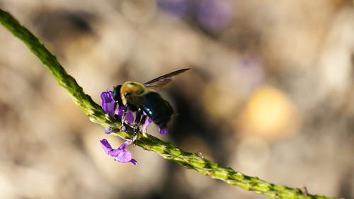 A Bee Flying Away After Feeding On Flowers Nectar