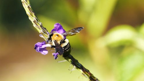 A Bumble Bee Feeding On Flowers Nectar
