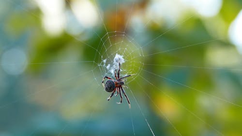 A Spider Building A Web