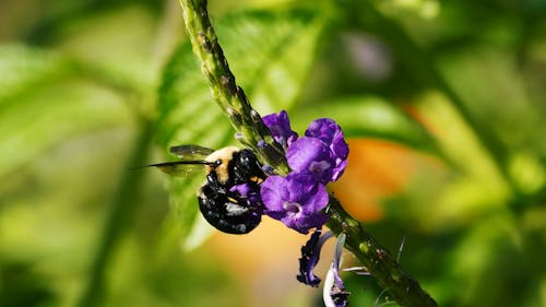 A Bee Feeding On Nectars