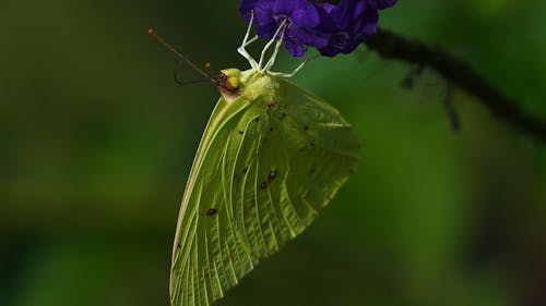 A Green Butterfly Feeding On Flower