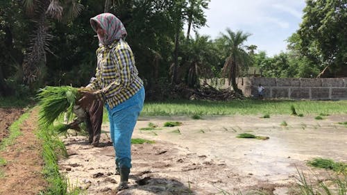 Farmers Planting Rice Crops in Paddy Field