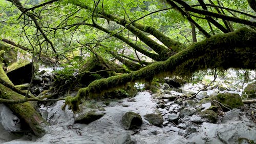 A Forest Covered In Green Mossy Plants