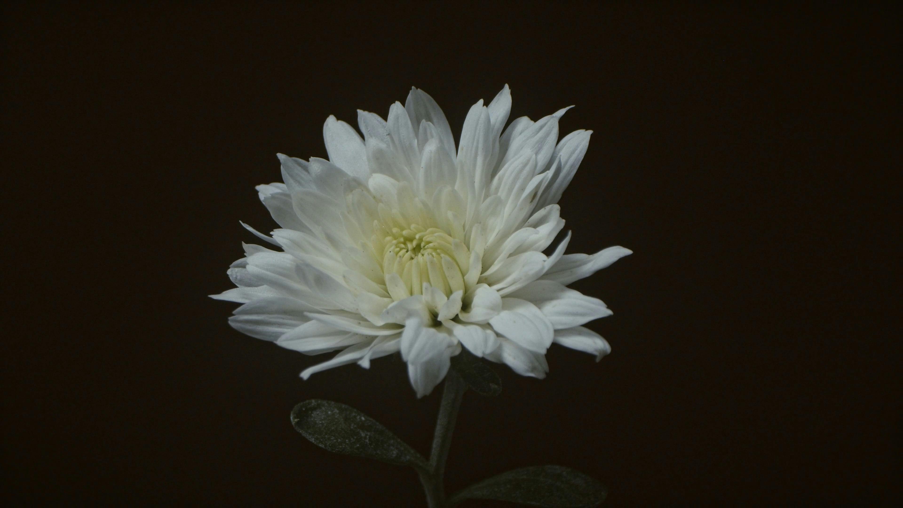 White Chrysanthemum on Black Background · Free Stock Video
