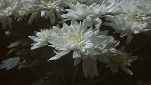 Close Up View of White Flowers