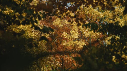 A Fall Foliage