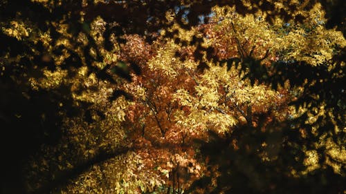 Swaying Autumn Trees