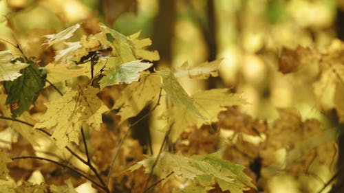 Close-up Footage Of Maple Leaves