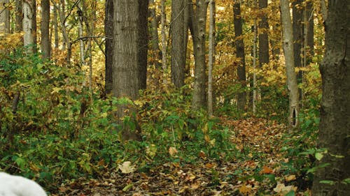 A Man Walking In The Forest With His Dog