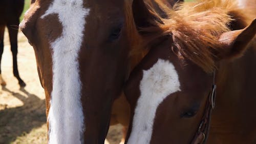 Close-Up View of Two Brown Horses