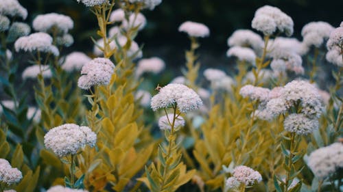 Shallow Focus of Beautiful White Flowers