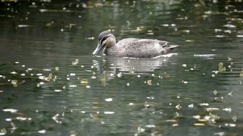 A Black Goose Swimming on a Pond