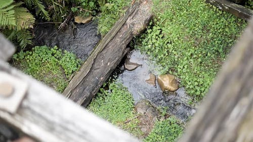 A Log Over A Narrow Creek