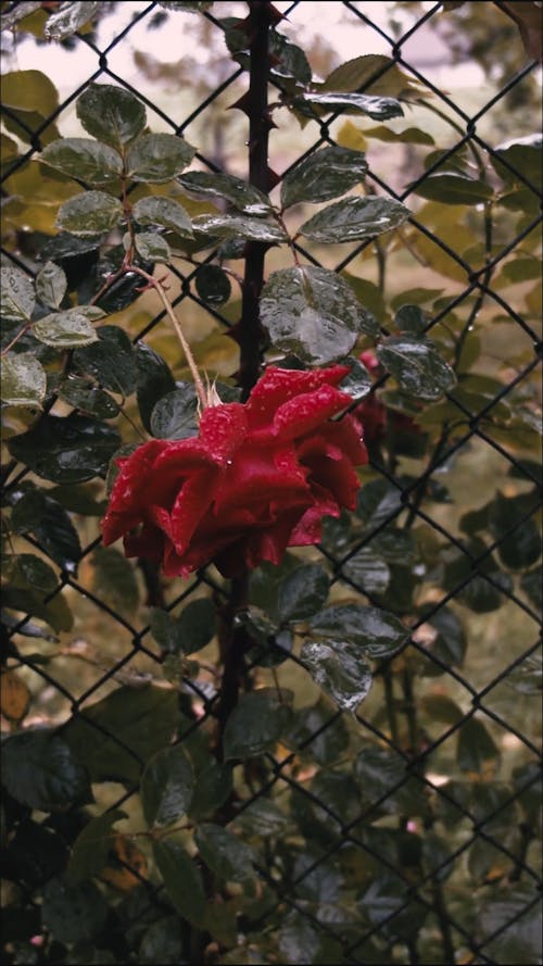 A Beautiful Red Flower