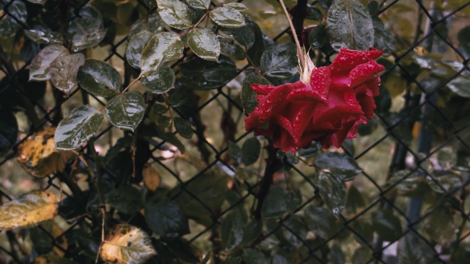 Autumn Rose Videos, Download The BEST Free 4k Stock Video Footage ...